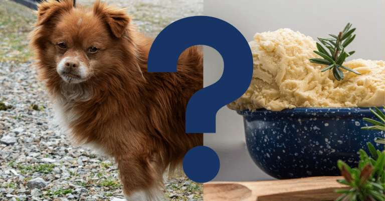 Can Dogs Eat Mashed Potatoes