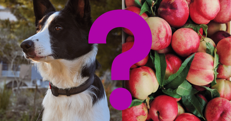 Can Dogs Eat Nectarines