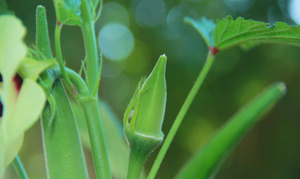 Can Dogs Eat Okra 2