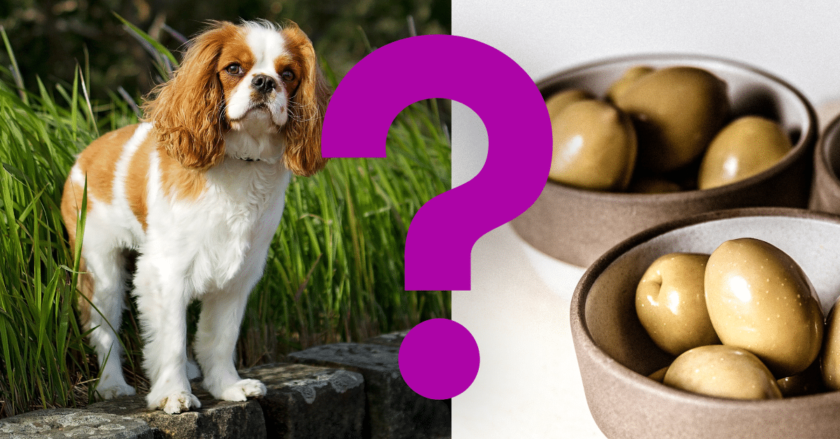 Can Dogs Eat Olives