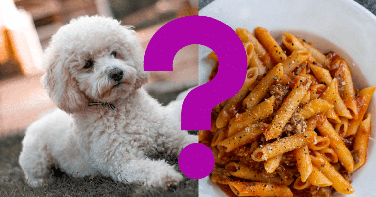 Can Dogs Eat Pasta