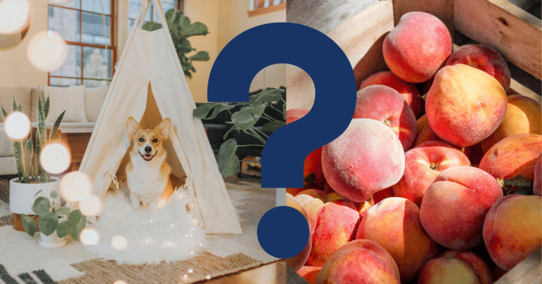 Can Dogs Eat Peaches
