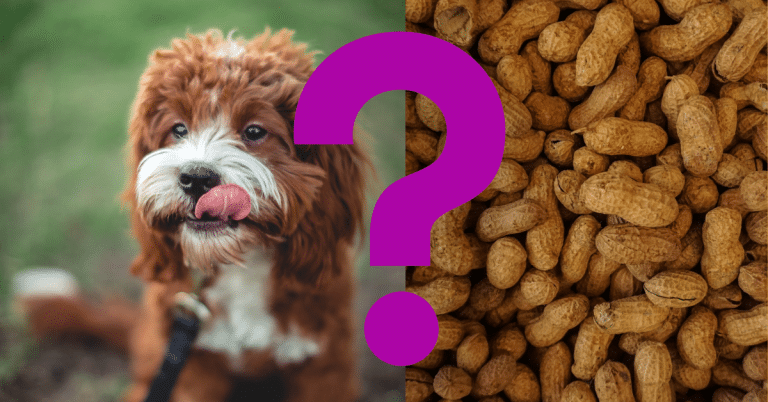 Can Dogs Eat Peanuts