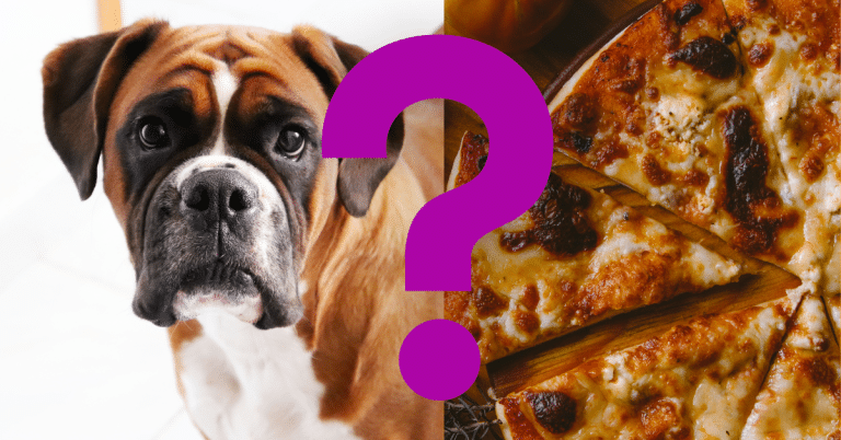 Can Dogs Eat Pizza
