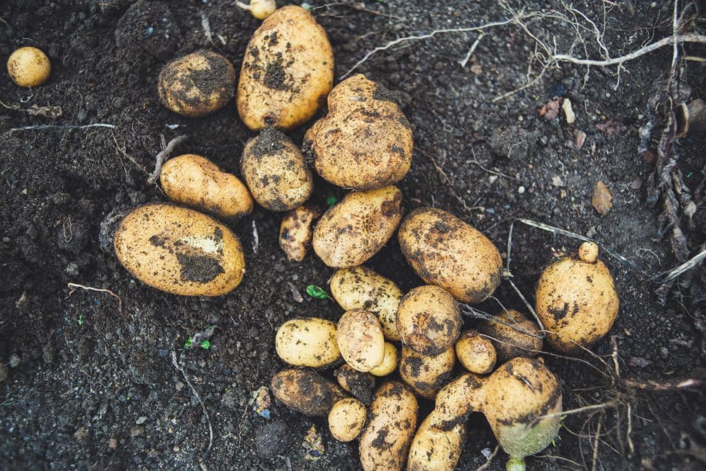 Can Dogs Eat Potatoes 1