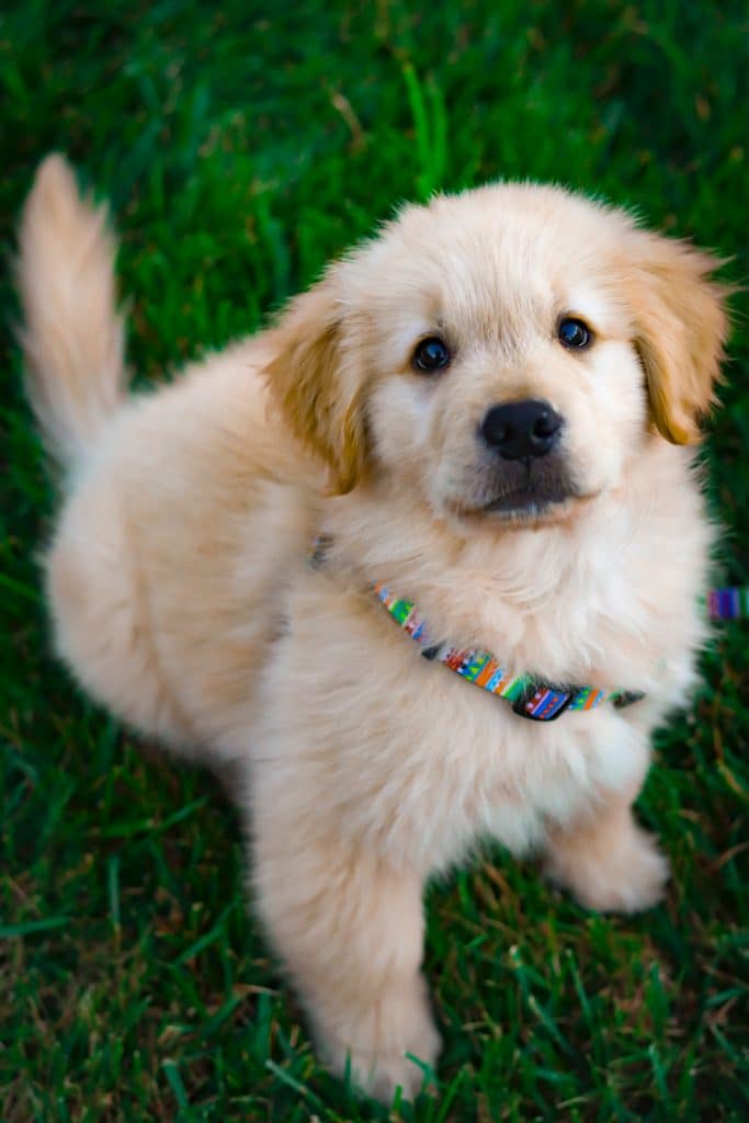 Can Dogs Eat Potatoes 2