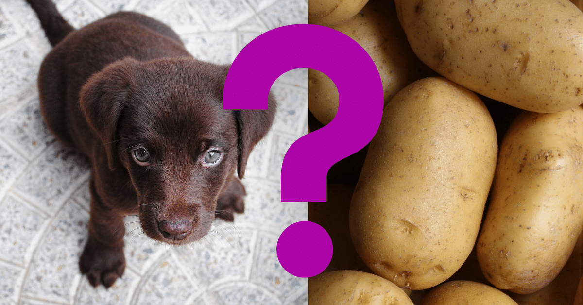 Can Dogs Eat Potatoes