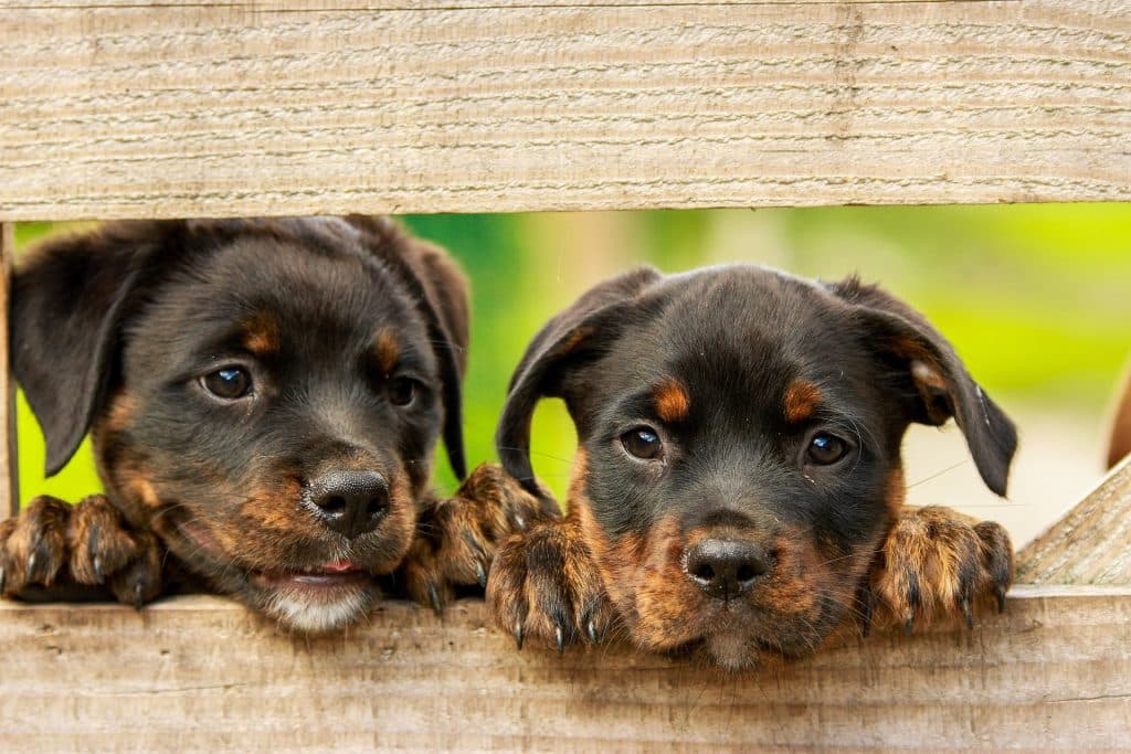 Can Dogs Eat Pretzels 2