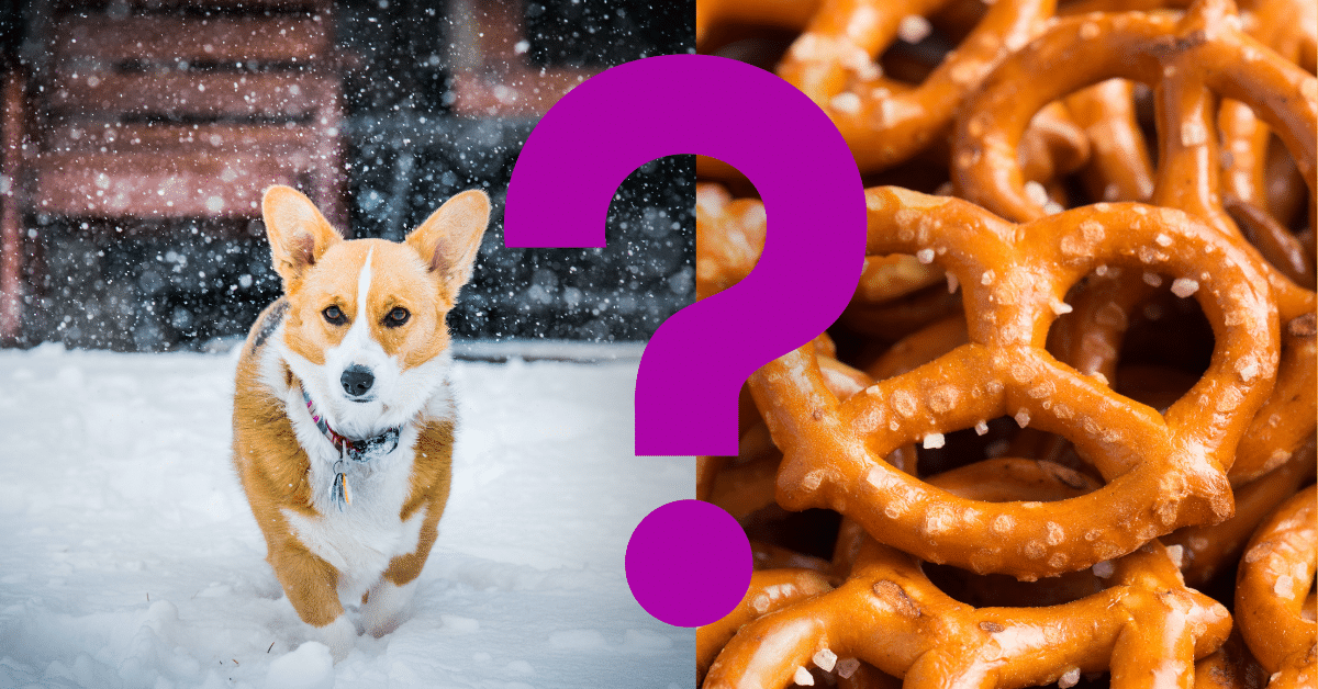 Can Dogs Eat Pretzels