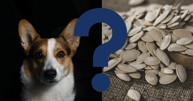 Can Dogs Eat Pumpkin Seeds