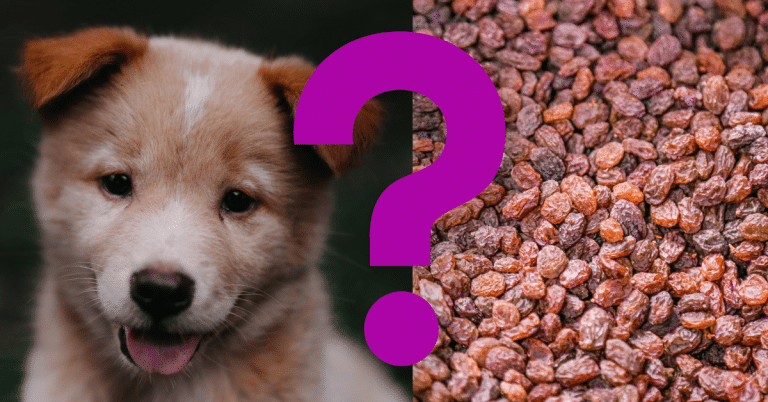 Can Dogs Eat Raisins