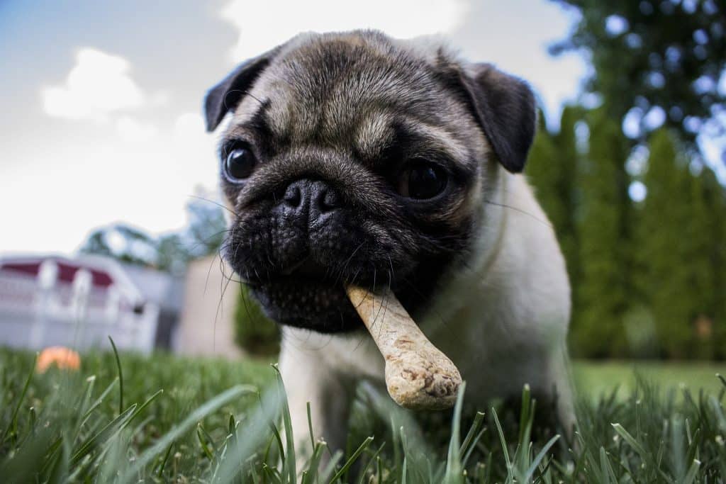 Can Dogs Eat Rib Bones 2