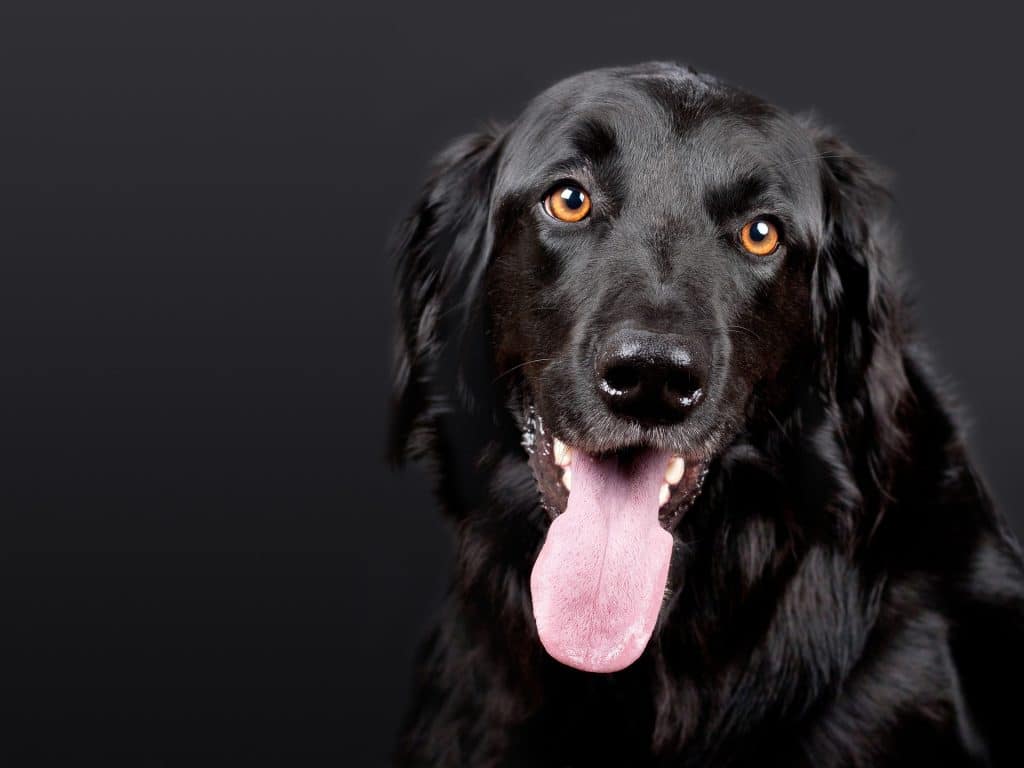 Can Dogs Eat Rice 2