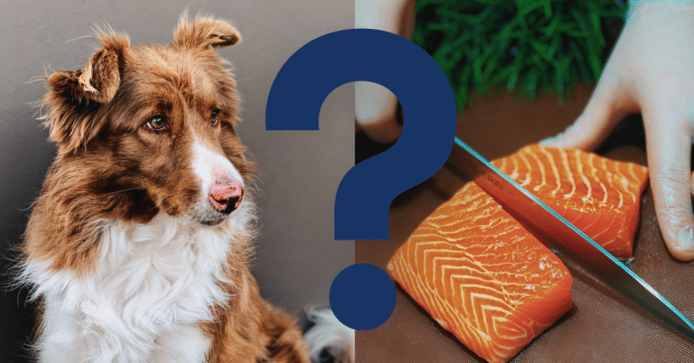 Can Dogs Eat Salmon