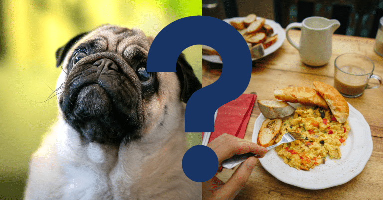 Can Dogs Eat Scrambled Eggs