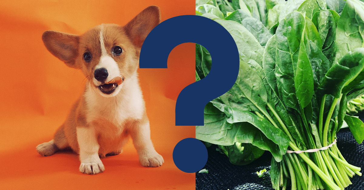 Can Dogs Eat Spinach