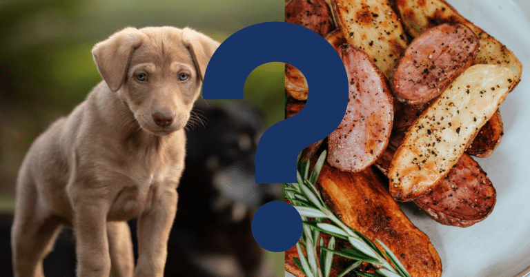 Can Dogs Eat Sweet Potatoes