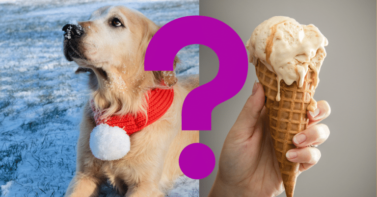 Can Dogs Eat Vanilla Ice Cream