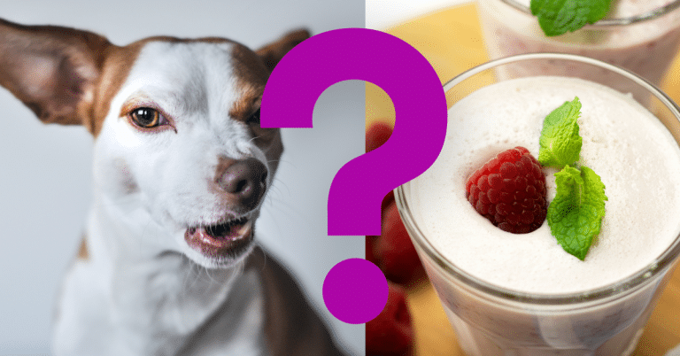 Can Dogs Eat Yogurt