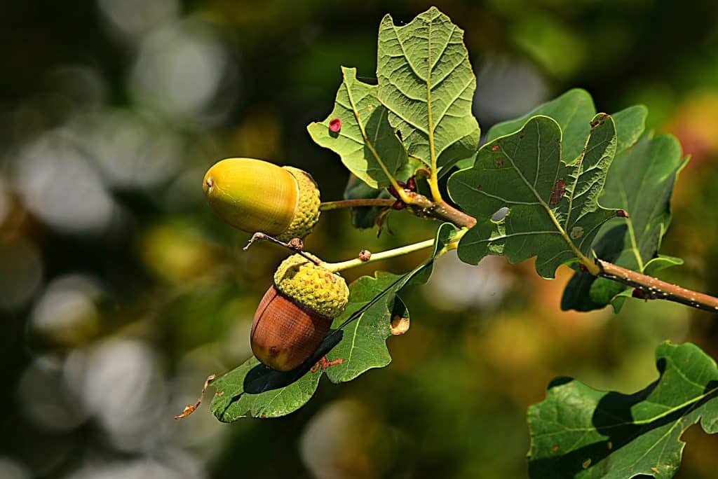 Can Dogs Eat Acorns 1