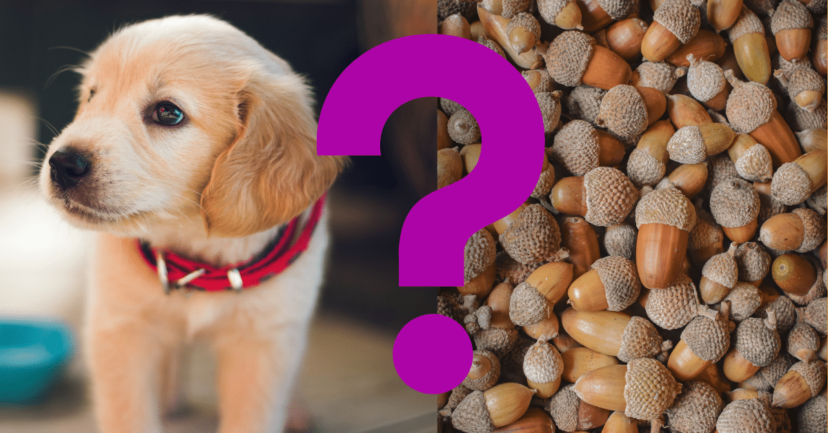 Can Dogs Eat Acorns