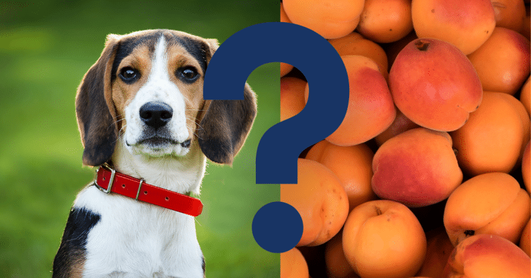 Can Dogs Eat Apricots
