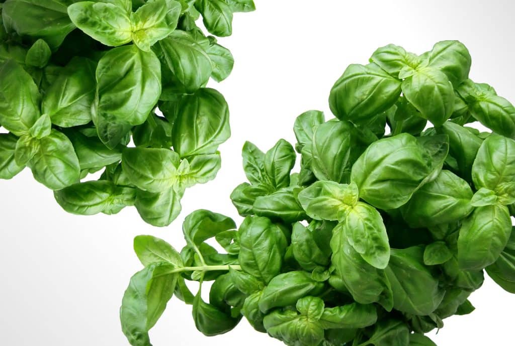 Can Dogs Eat Basil 1