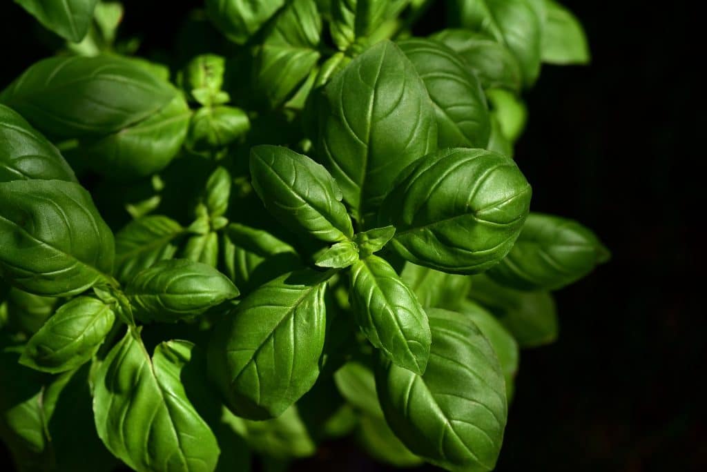 Can Dogs Eat Basil 2