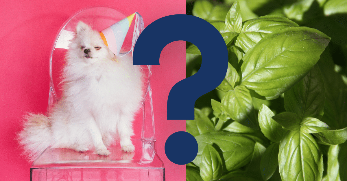 Can Dogs Eat Basil