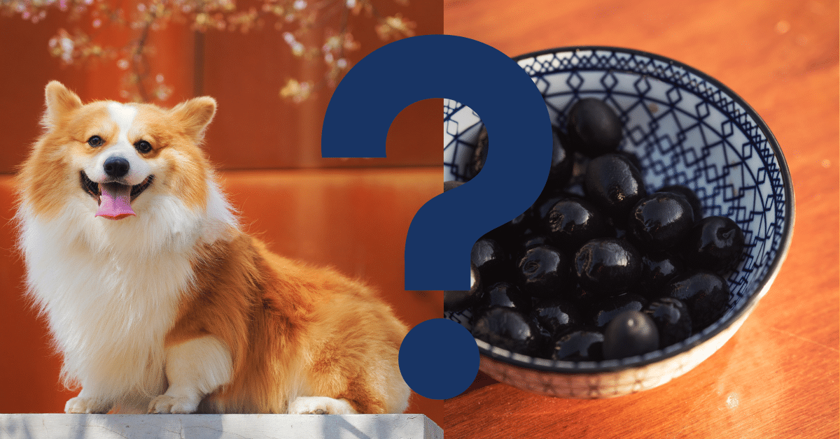 Can Dogs Eat Black Olives