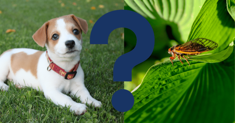 Can Dogs Eat Cicadas