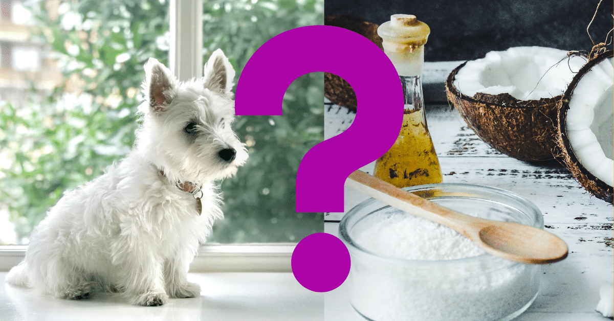 Can Dogs Eat Coconut Oil
