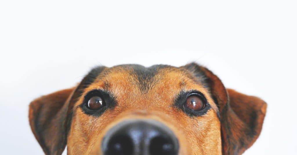 Can Dogs Eat Crab 2
