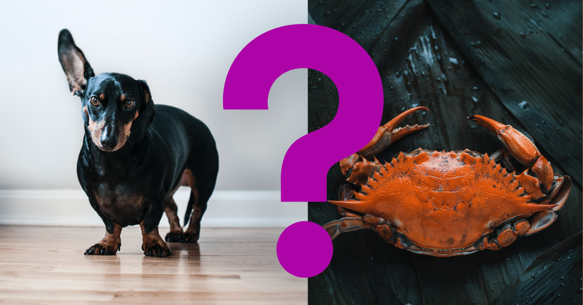 Can Dogs Eat Crab
