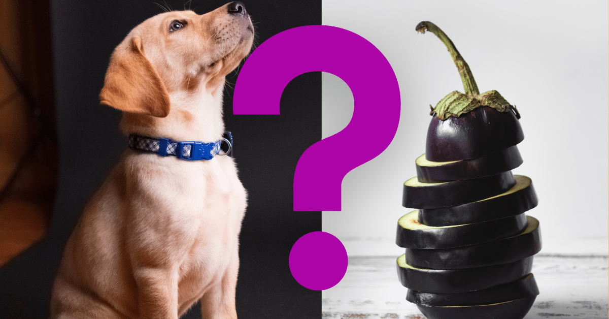 Can Dogs Eat Eggplant