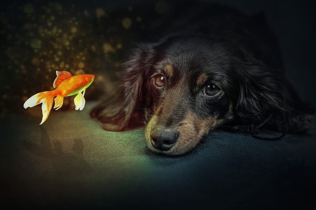 Can Dogs Eat Goldfish 2