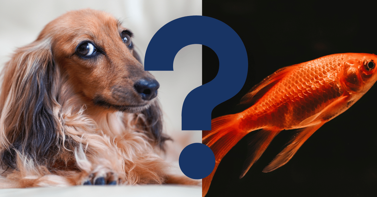 Can Dogs Eat Goldfish