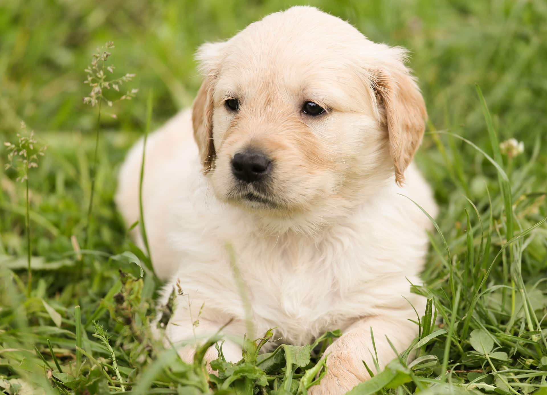 Photo inspiration: Can Dogs Eat Grass To Remove Toxins From Their Organs Reference: Can Dogs Eat Grass A Vet S Opinion