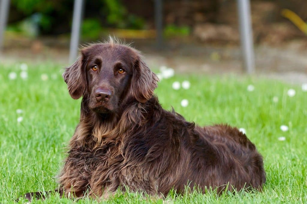 Can Dogs Eat Grass 2