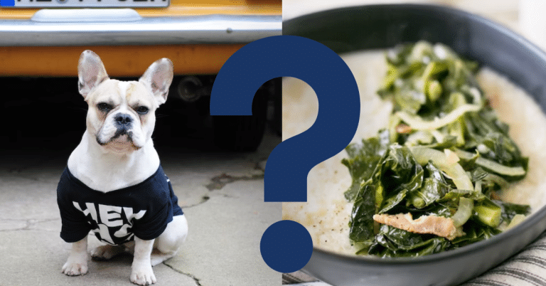 Can Dogs Eat Grits