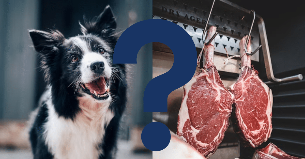 Can Dogs Eat Ground Beef