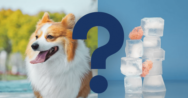 Can Dogs Eat Ice