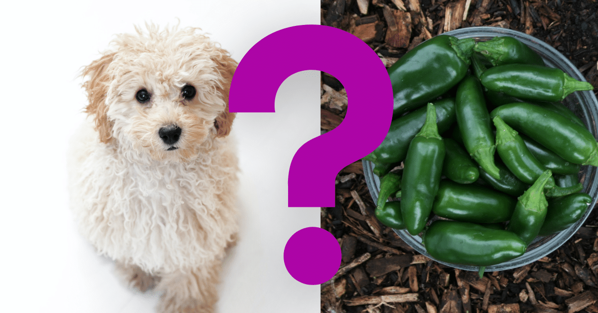 Can Dogs Eat Jalapenos