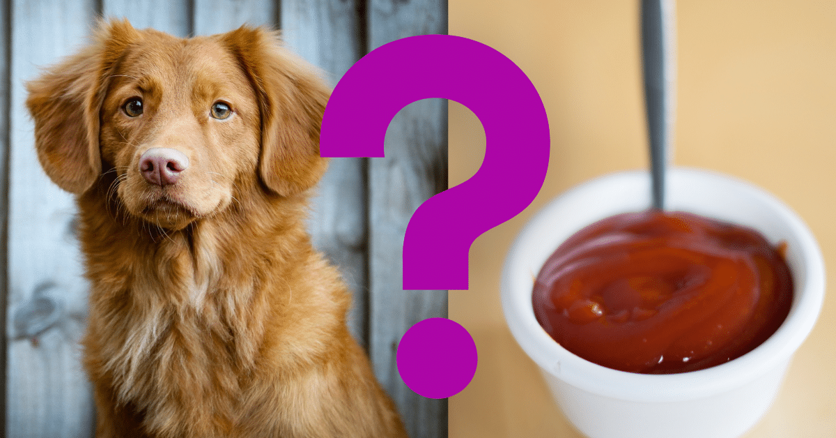 Can Dogs Eat Ketchup