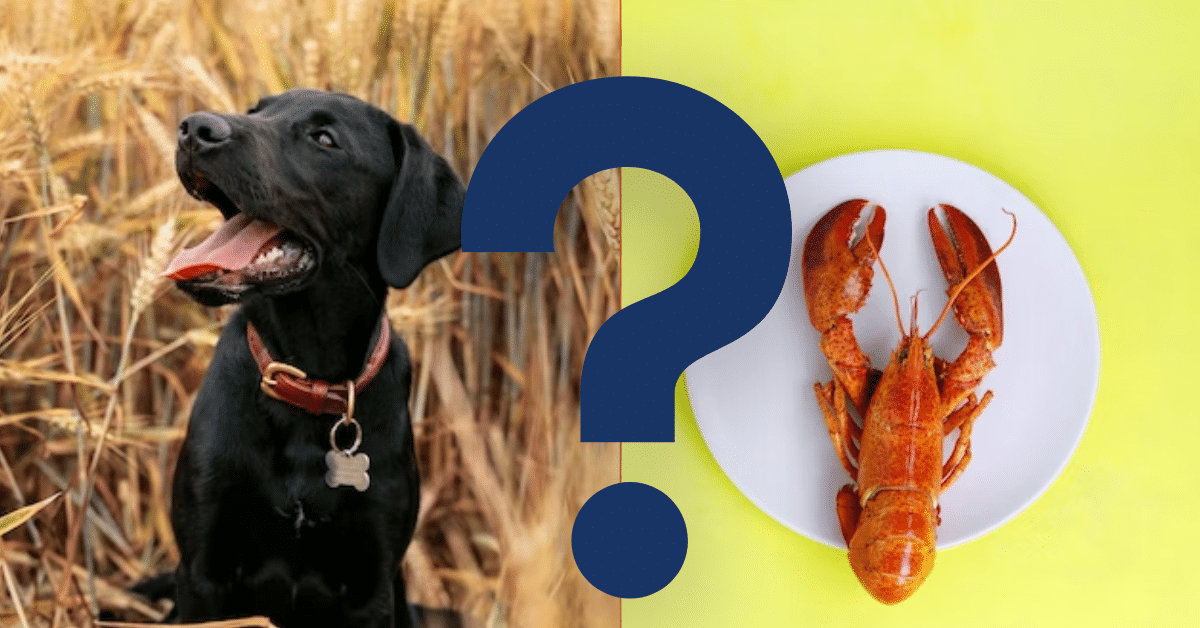 Can Dogs Eat Lobsters