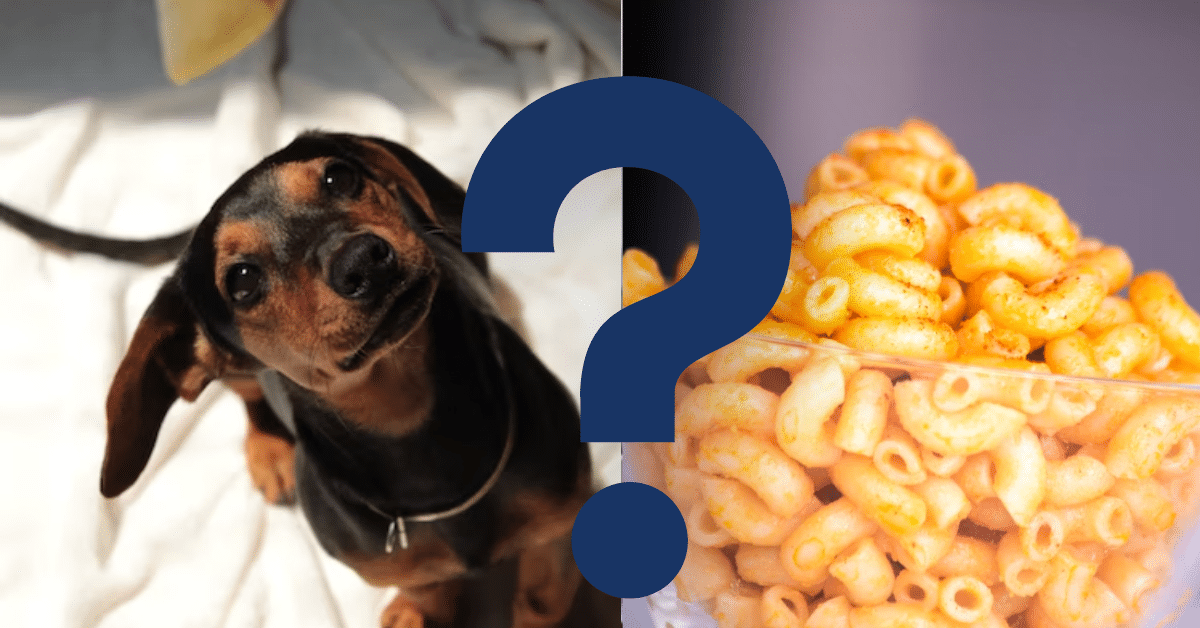 Can Dogs Eat Mac And Cheese