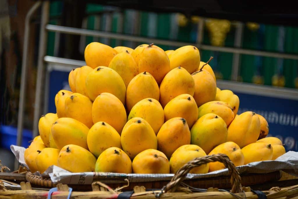 Can Dogs Eat Mangoes 2