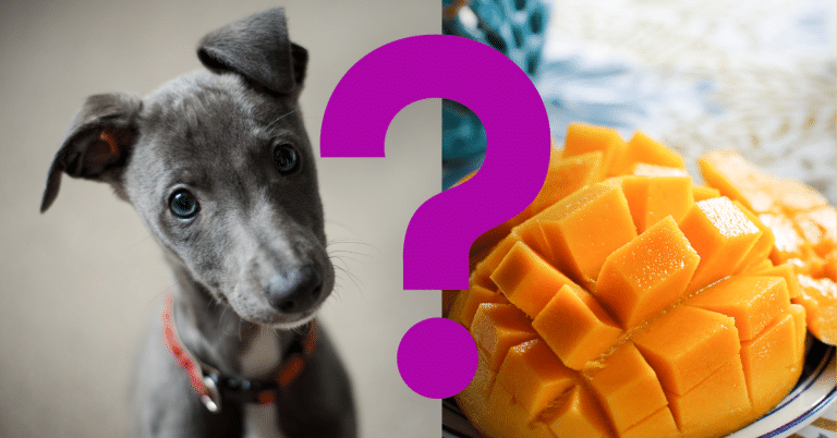 Can Dogs Eat Mangoes