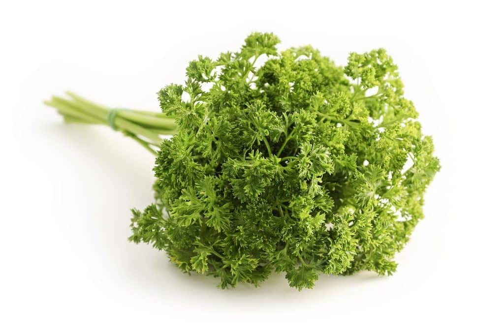 Can Dogs Eat Parsley 1
