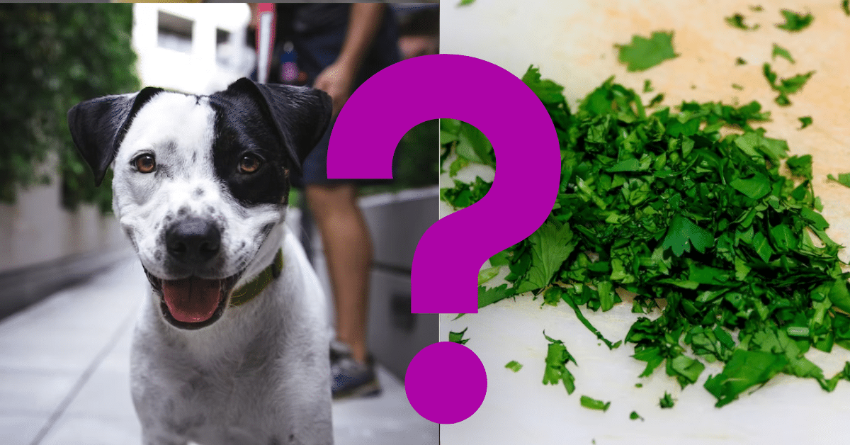 Can Dogs Eat Parsley
